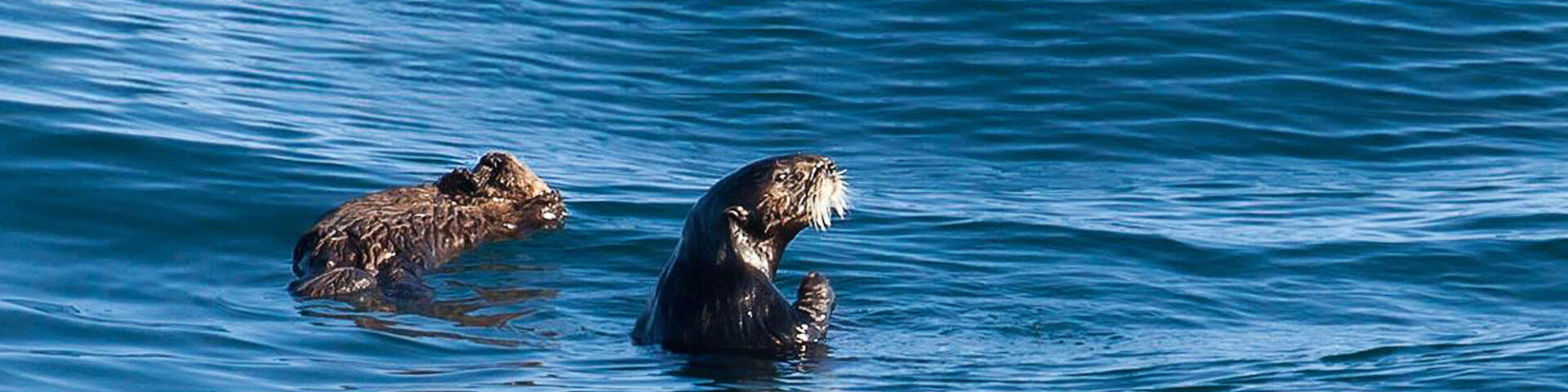 sea-otter-hero - Wild Animal Health Fund