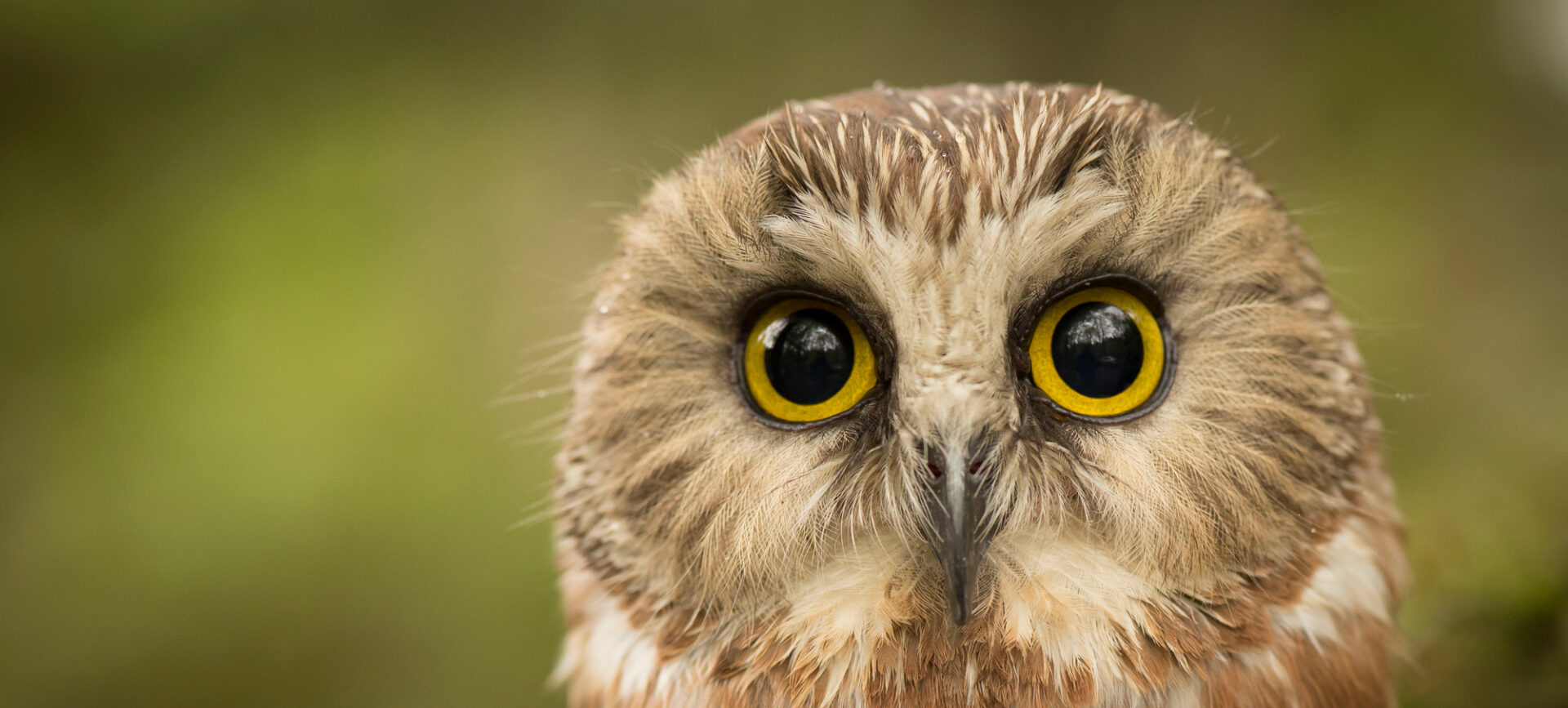 owl - Wild Animal Health Fund