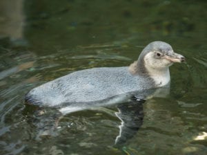 penguin penguin