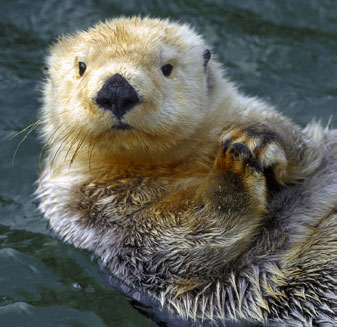 sea-otter