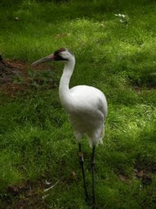 whooping-crane-1392973_1920