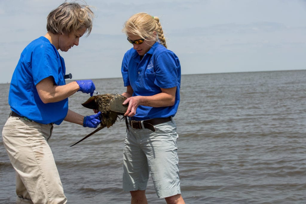 Aquarium veterinarians collecting Horseshoe Crab blood in the field