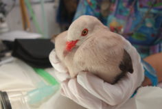 Adult pink pigeon after a full health check and disease screening Adult pink pigeon after a full health check and disease screening