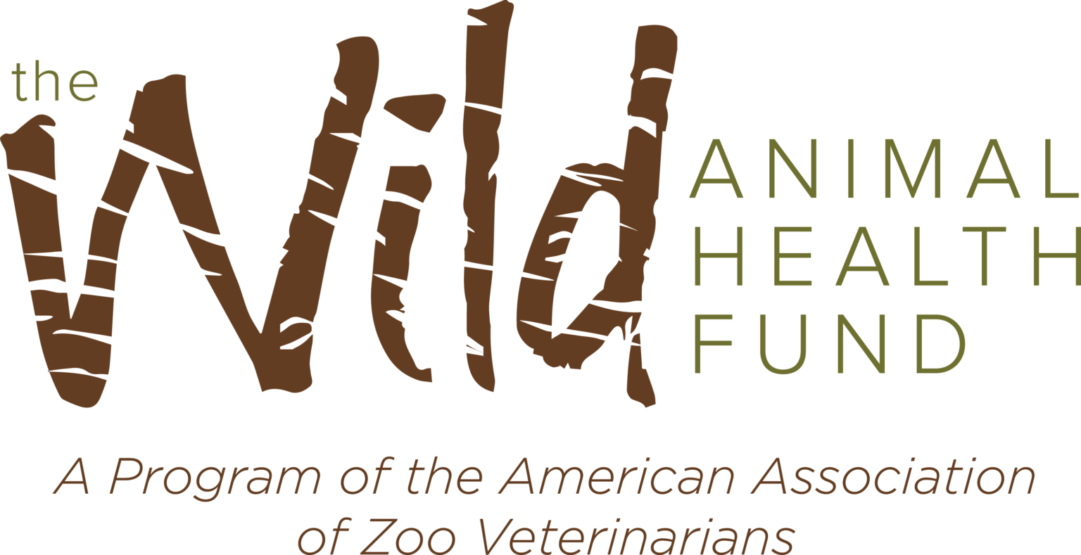 Red pandas are endangered how can we help them 