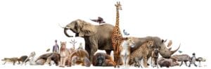 Zoo and Wildlife Animals