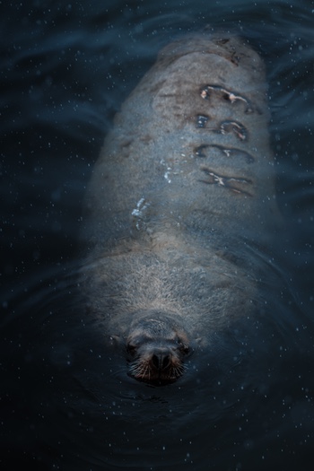 ManateeAG