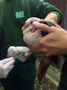 Pink pigeon blood sampling