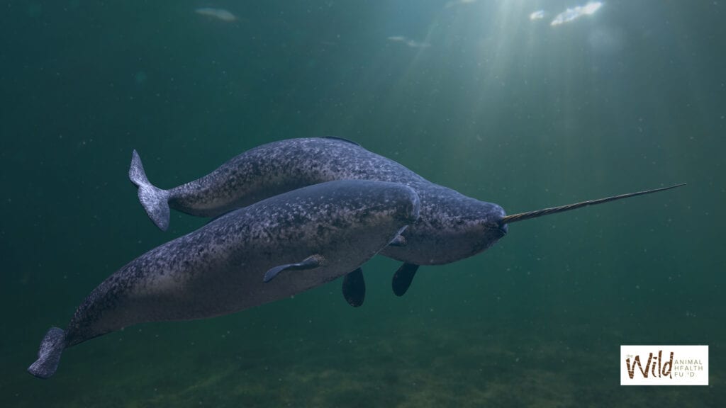 Narwhals