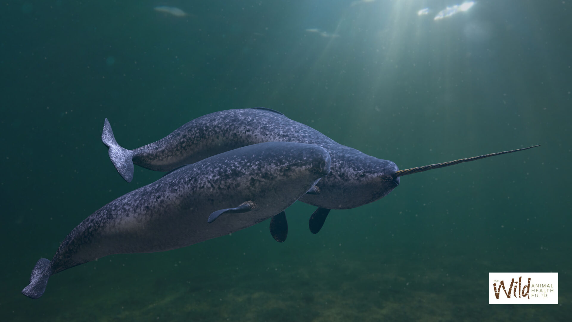 Unicorn of the Sea: Narwhal Facts, Stories