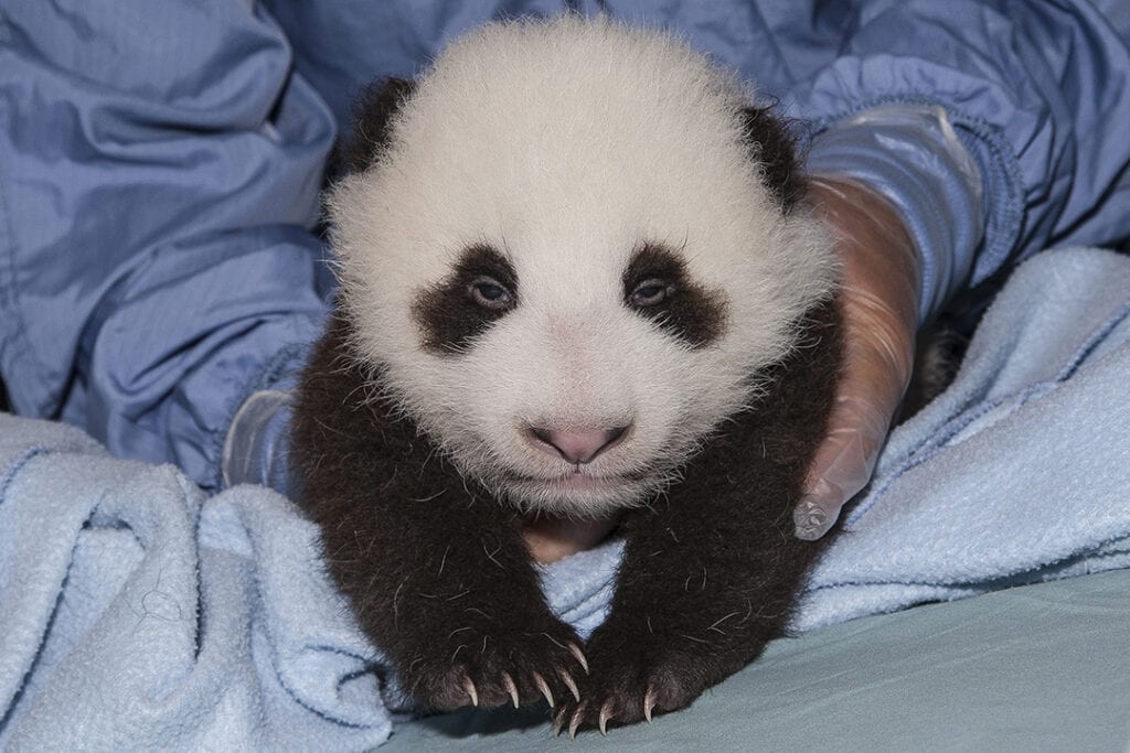 a panda cub