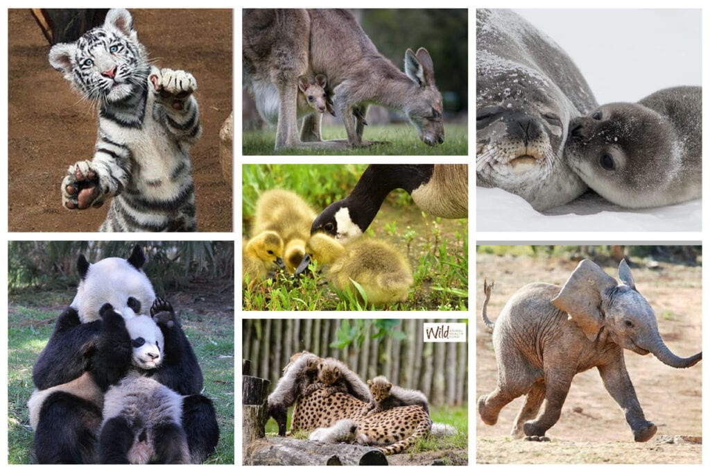 Baby Zoo Animals and Wildlife - Wild Animal Health Fund
