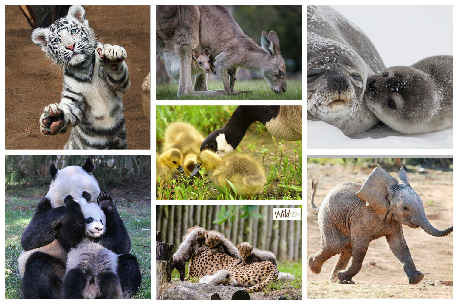 Baby-Animals-Collage - Wild Animal Health Fund