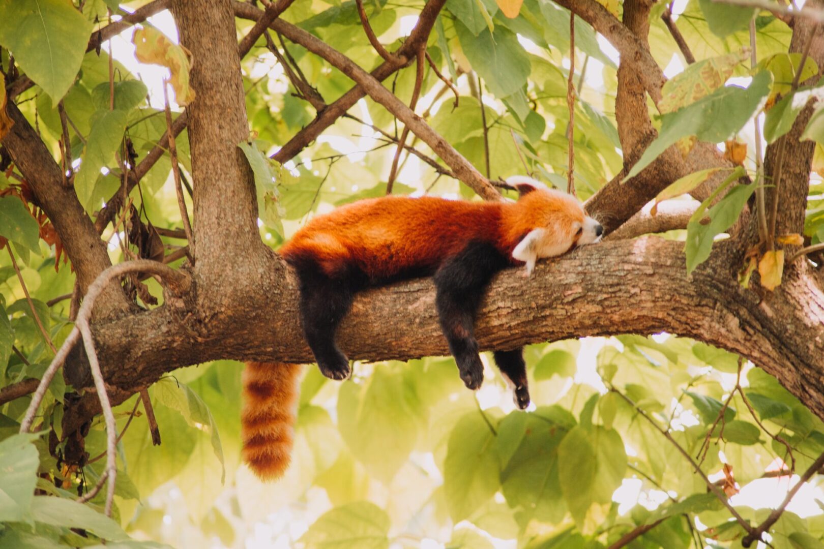 red panda habitat destruction