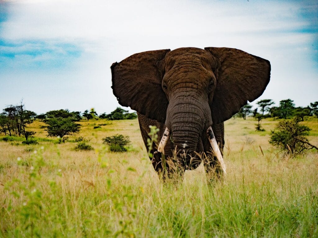 Elephant photo by Marthijn Brinks