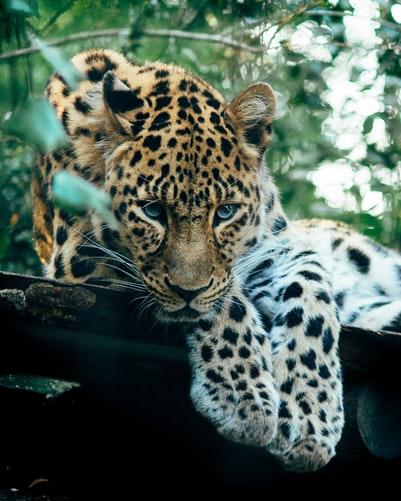 amur leopard