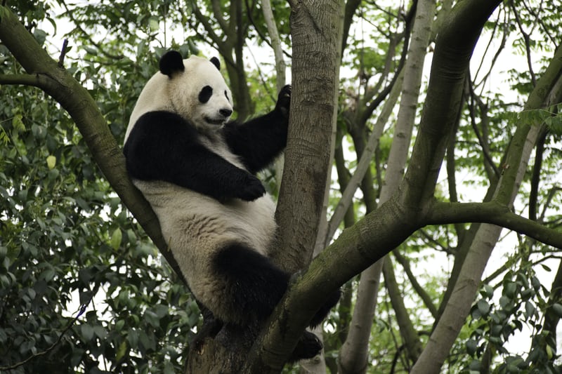 the Endangered Great Panda