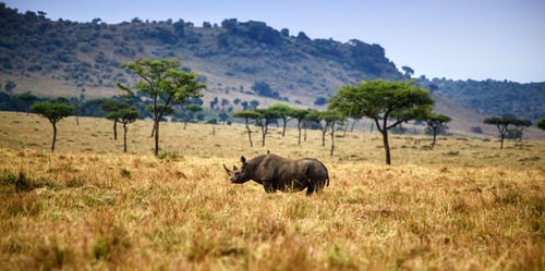 Kunene Rhino Conservation