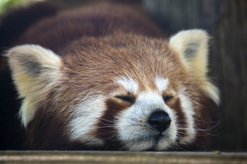 Young Red panda