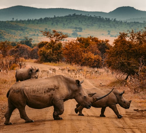 Large rhinos crossing road