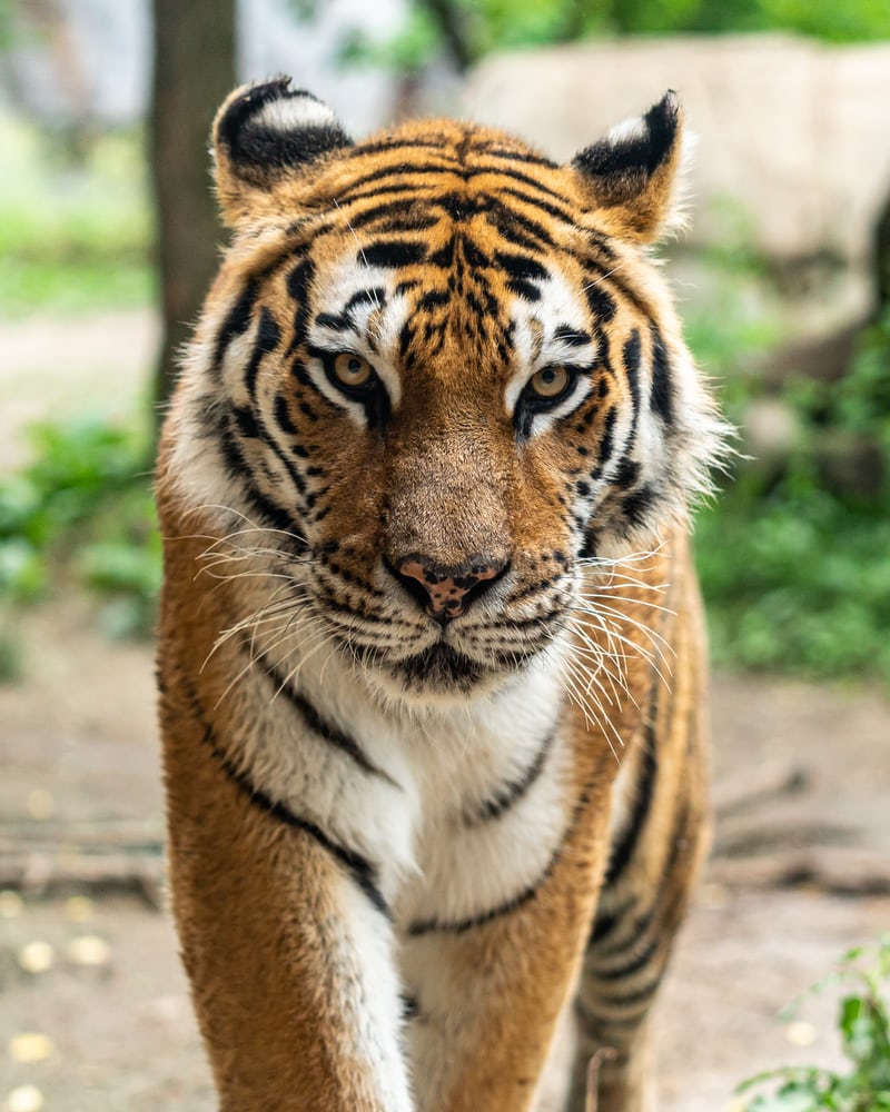 Tiger walking forward