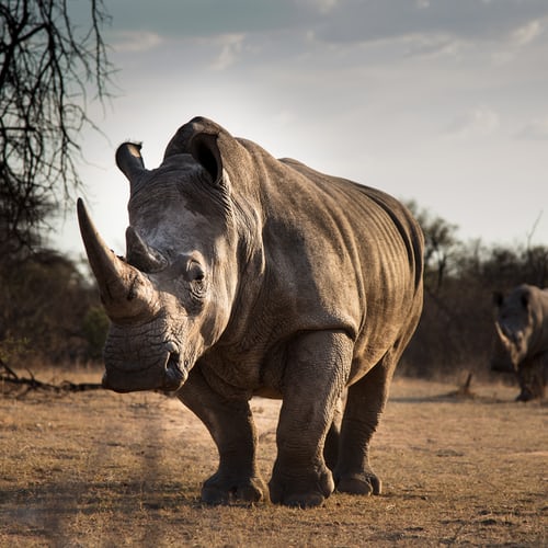 Large male White Rhino