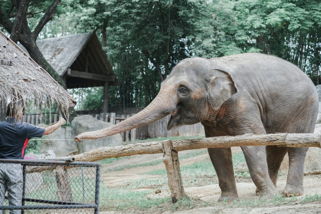 Elephants are just of the animals zoos help. This elephant is in a zoo reaching out towards their keeper.