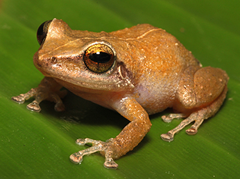 A small yellow/orange frog sits on a leaf. This is the invasive coqui frog