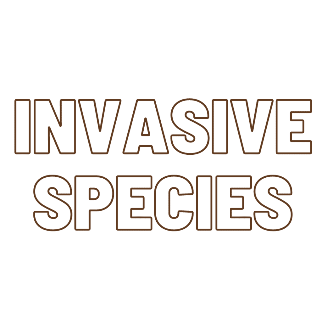 invasive species