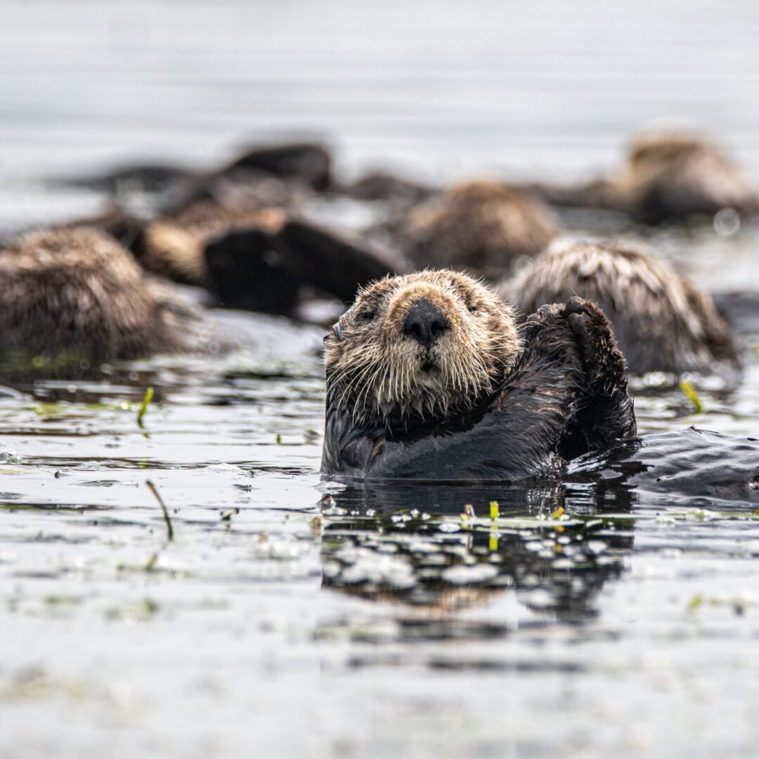 Oceana Sea Otter