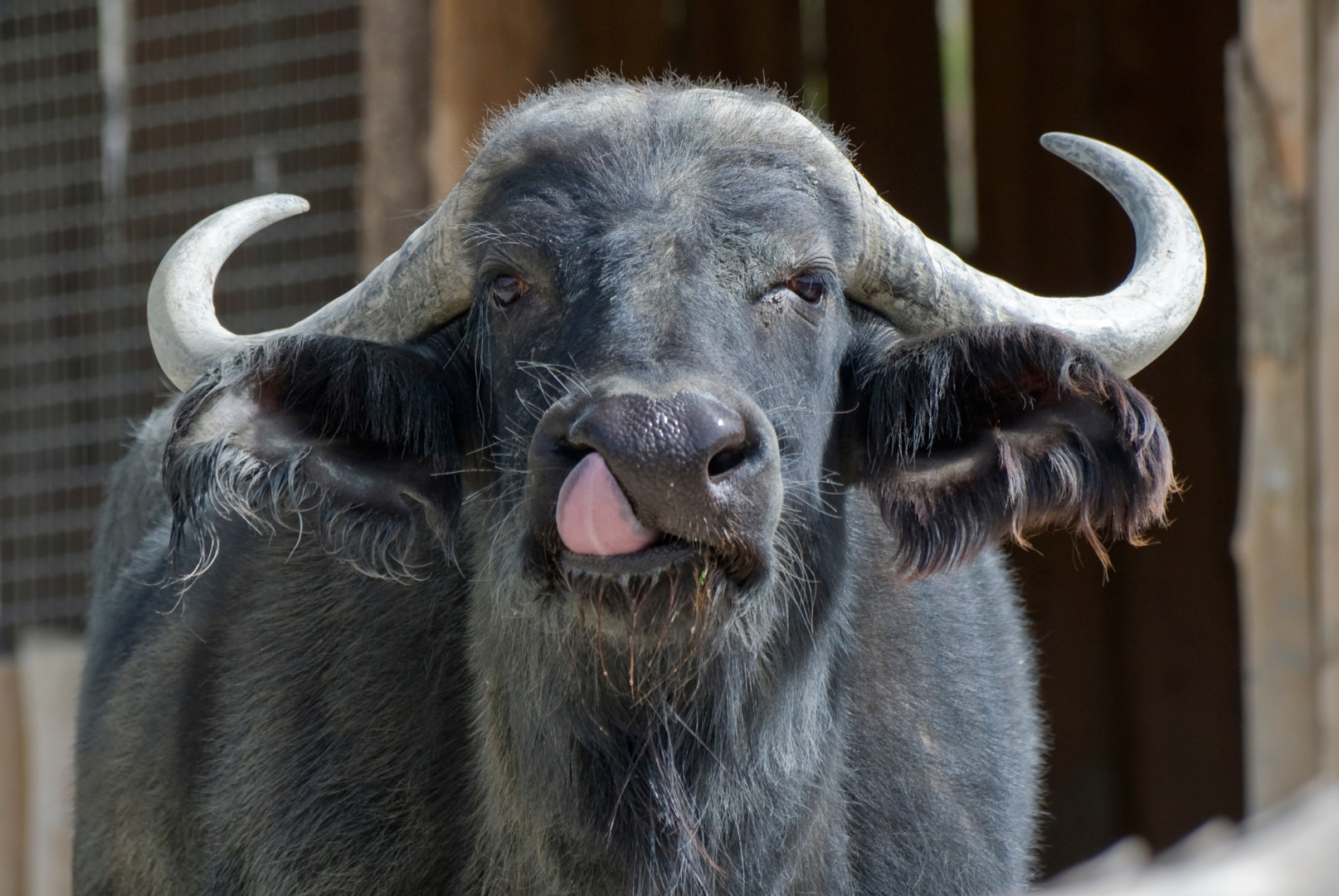 buffalo resized buffalo resized