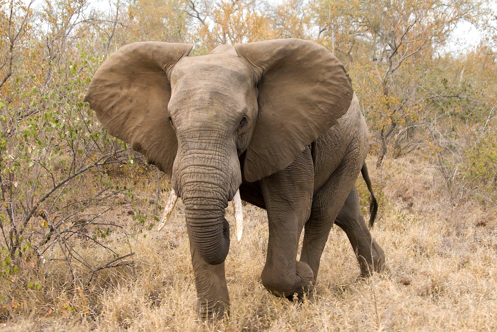 elephant for websitte elephant for websitte
