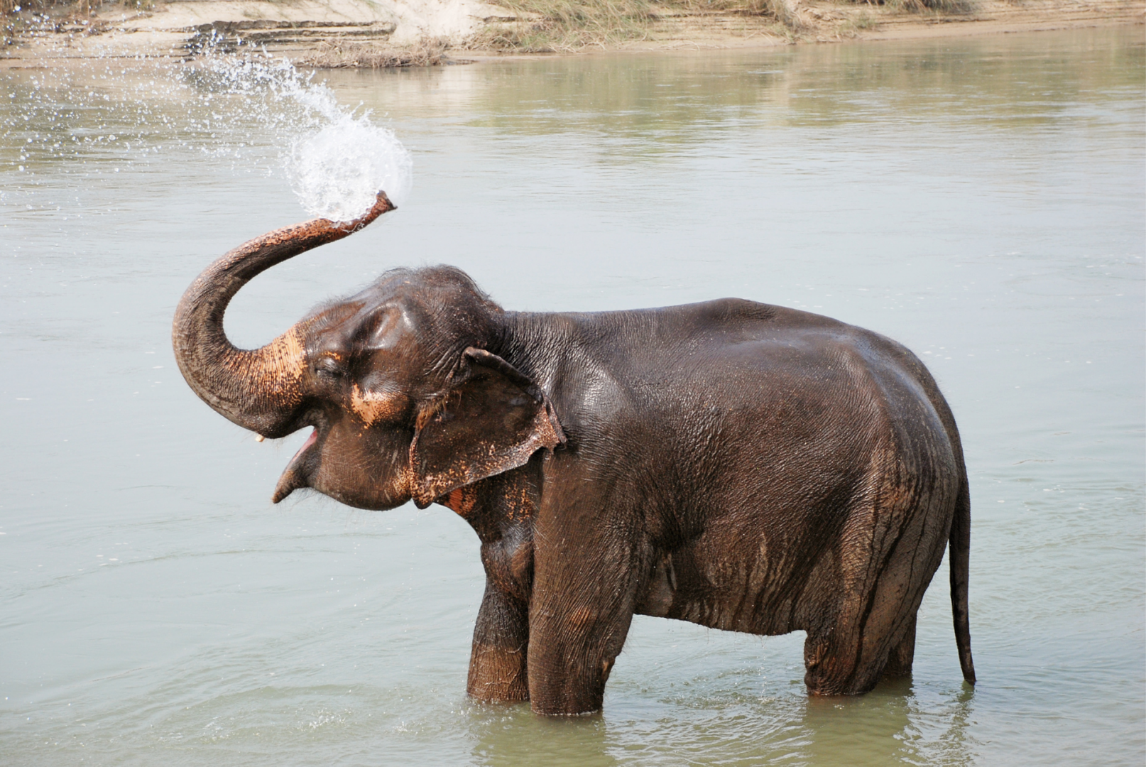 elephant in pond elephant in pond