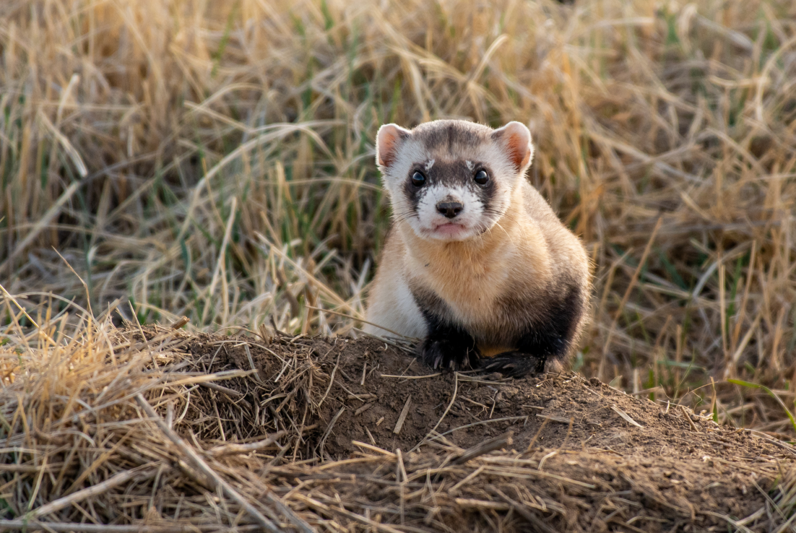 ferret ferret