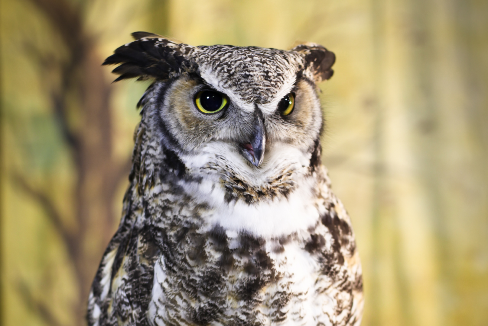 owl owl