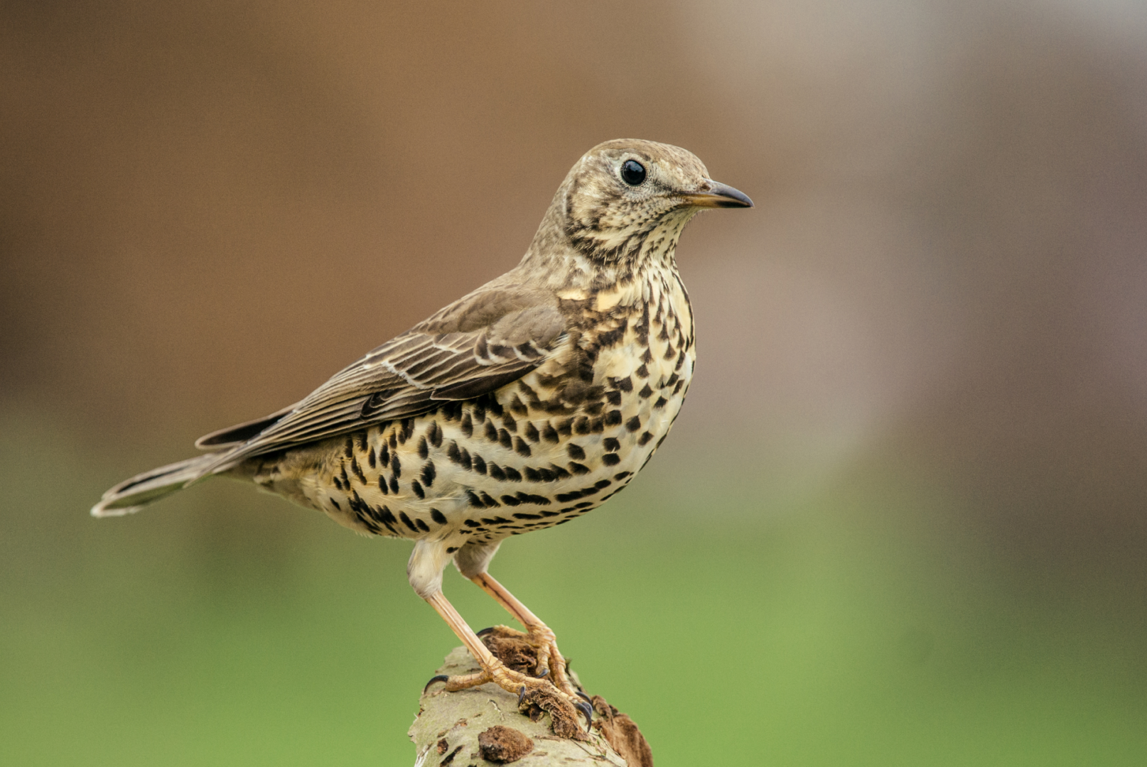 thrush thrush