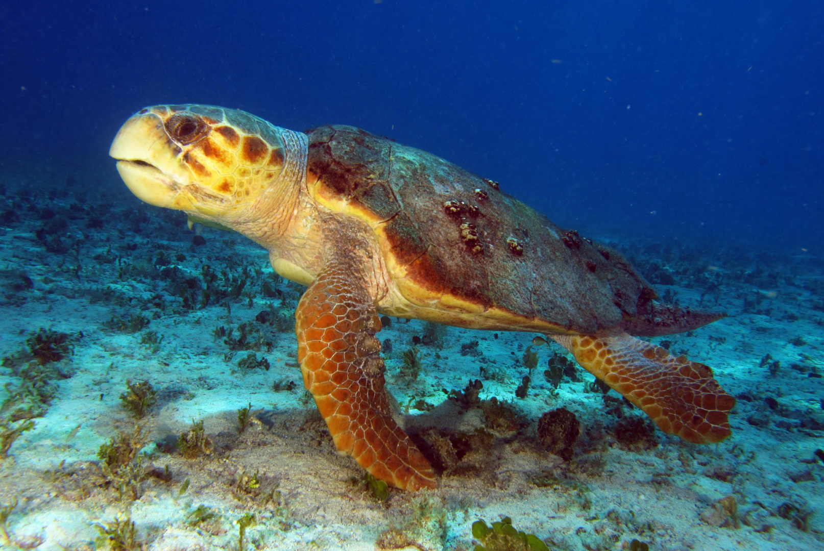 turtle turtle