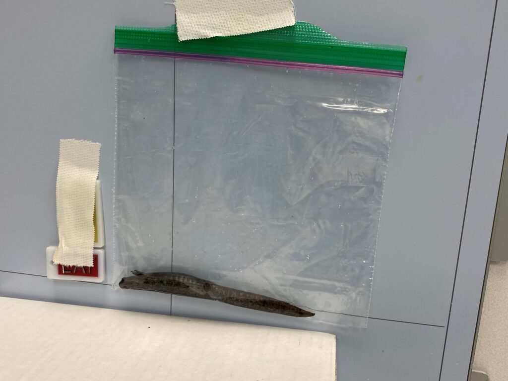 A mabee salamander rests in a ziplog bag used to keep him still during a medical exam