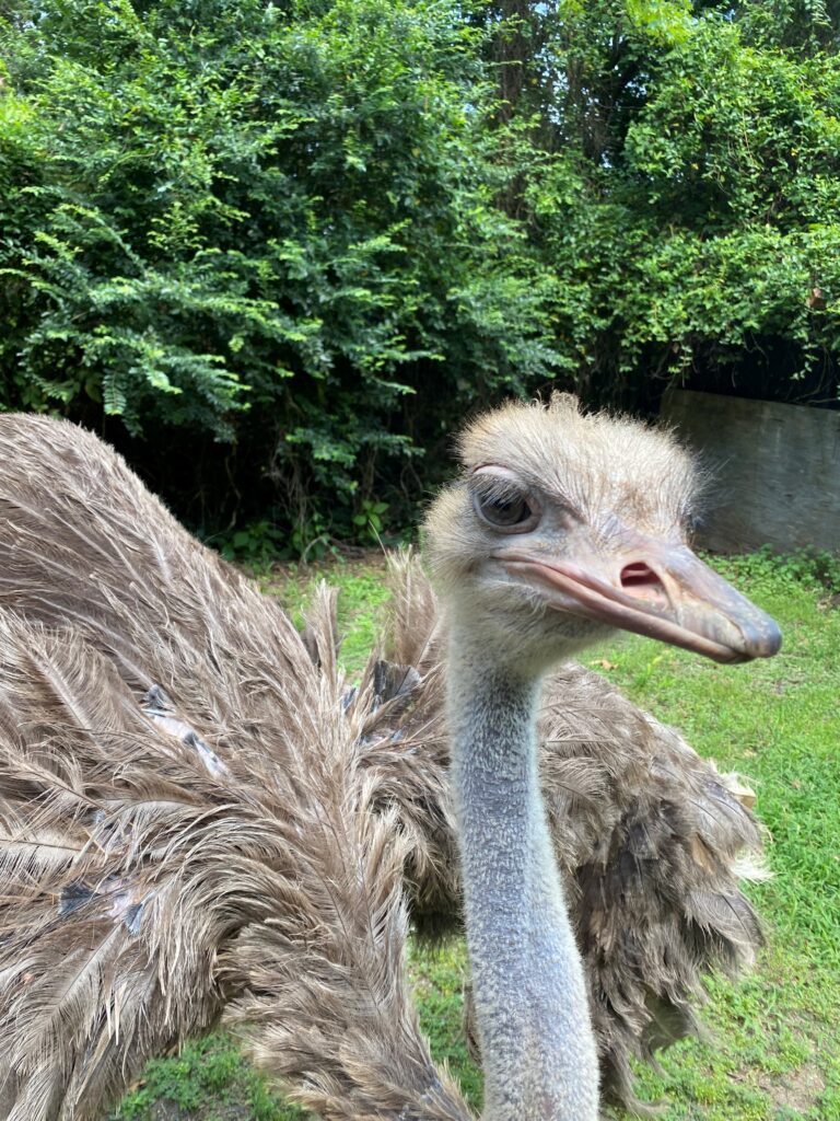 Pearl the ostrich looks at camera