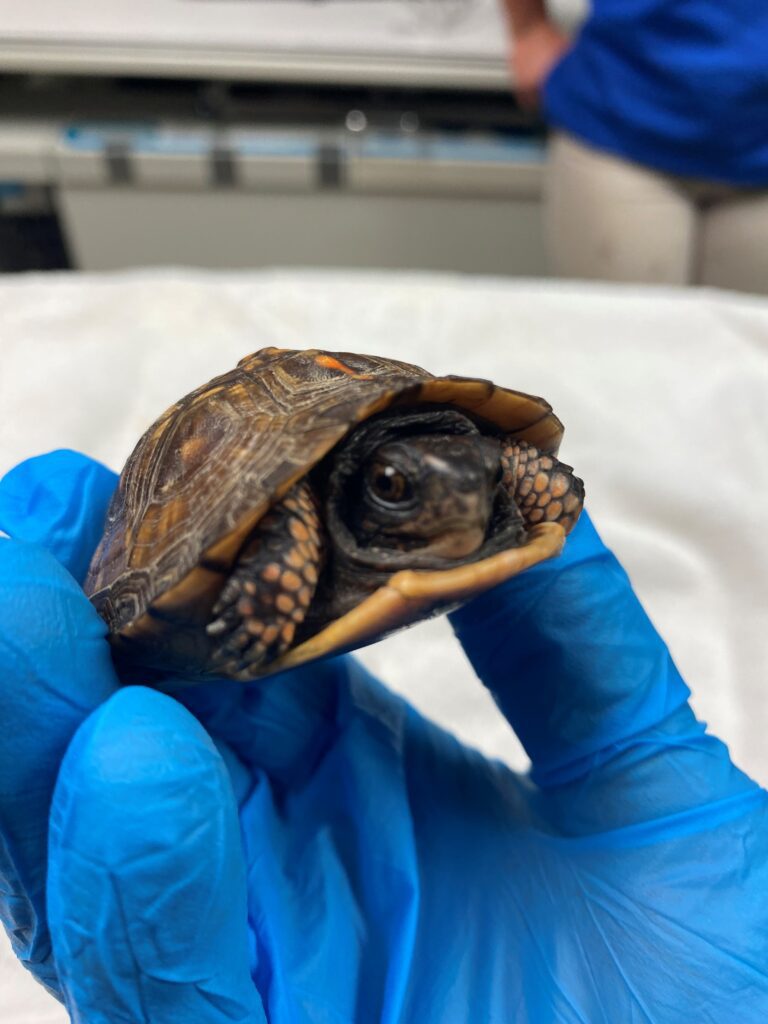 A young Eastern box turtle hides in his shell during his vet exam
