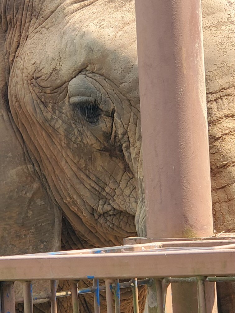 Nekhana the elephant squints at camera