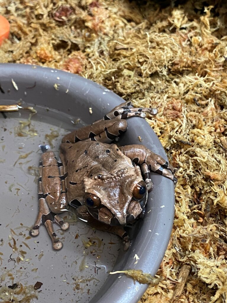 Spine headed tree frog sits in a small pool of water