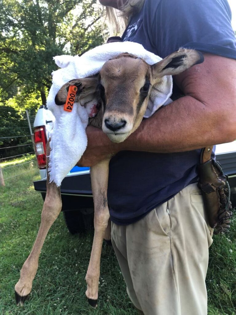 NC Zoo staff holding a fringe eared oryx calf