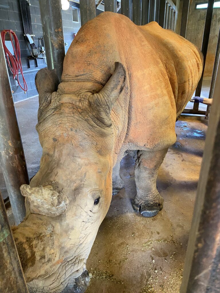 Olivia, the Southern white rhino is in a medical holding area during her exam