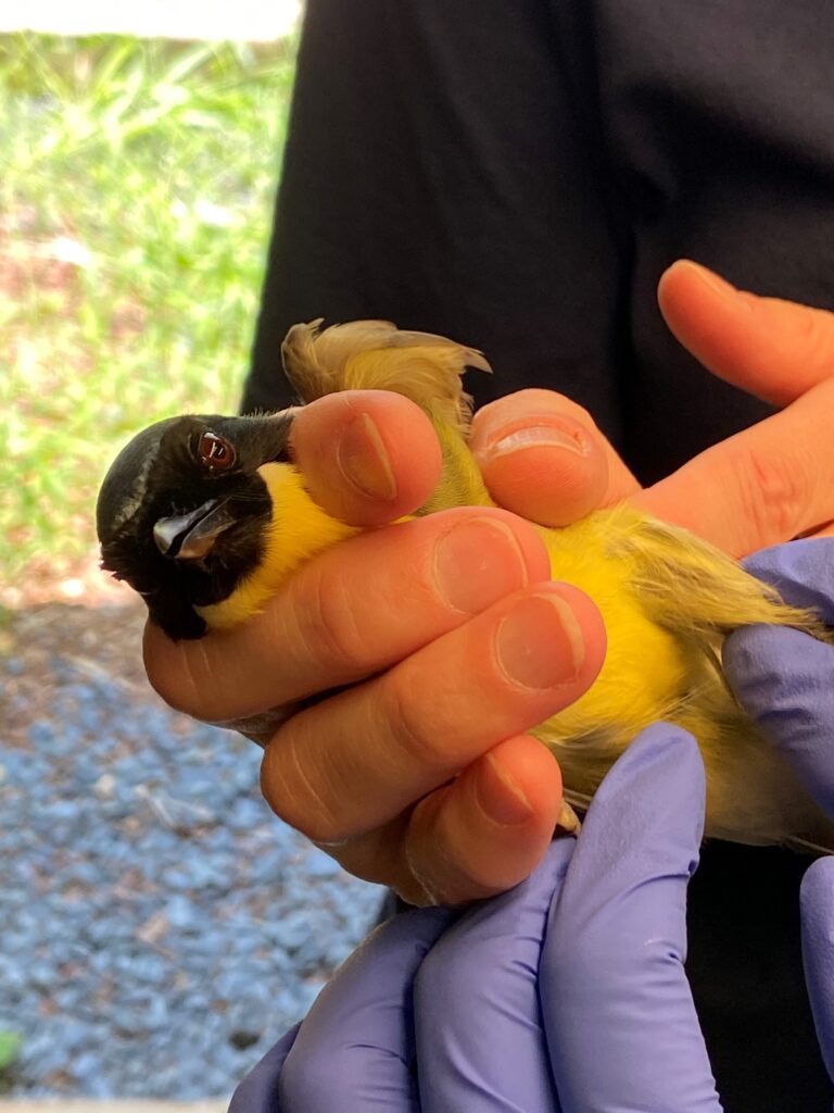 A Blue-crowned trush held by zoo staff during exam
