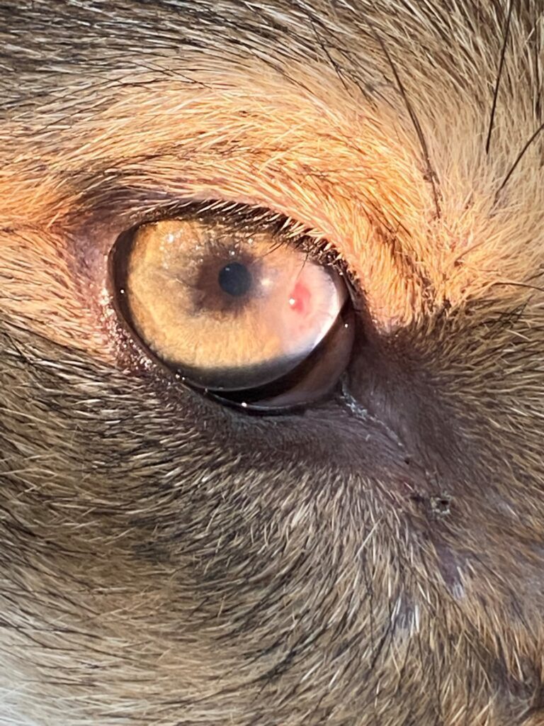 Close up picture of the red wolf puppy's eye