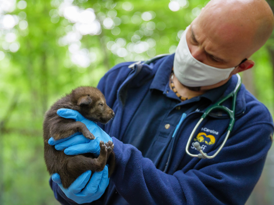 a vet carrying a wolf pup