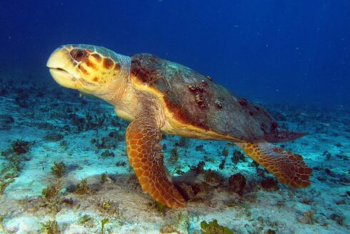 a sea turtle