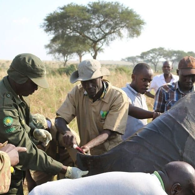 Dr. Watuwa in the field drawing blood from an African elephant