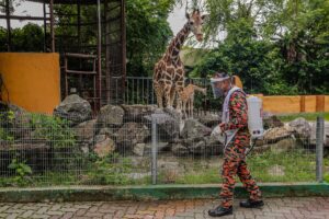 a staff sanitizing a zoo during COVID-19 pandemic