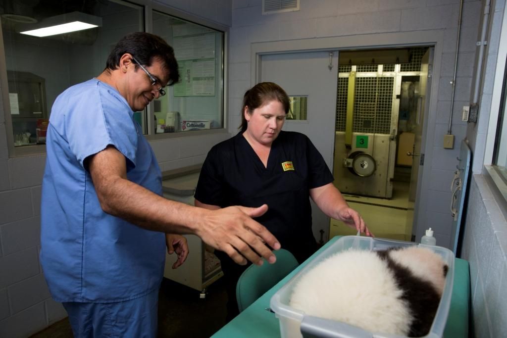 Dr Rivera w panda